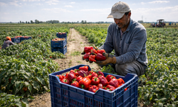 IĞDIR’DA YEREL ÜRETİCİYE DESTEK SÜRECİ HIZ KAZANDI