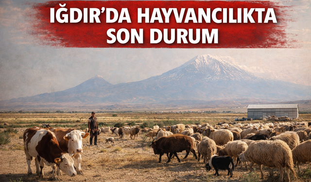 IĞDIR’DA HAYVANCILIKTA SON DURUM