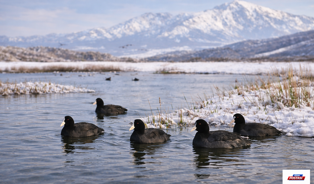 SAKARMEKELER ARAS HAVZASI’NDA GÖRÜLDÜ