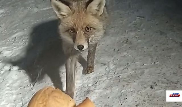 IĞDIR’DA KIŞ, YABAN HAYATINI ZORLADI