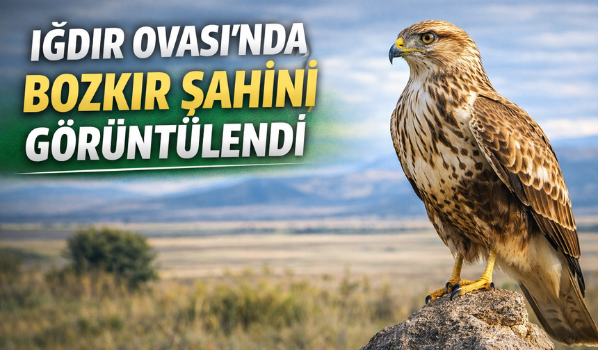 IĞDIR OVASI’NDA BOZKIR ŞAHİNİ GÖRÜNTÜLENDİ