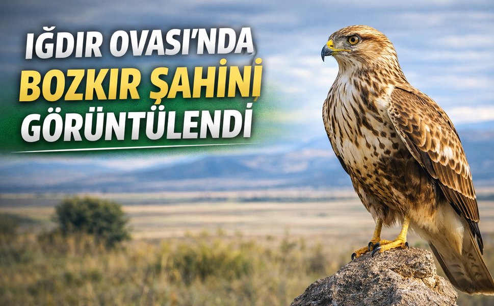 IĞDIR OVASI’NDA BOZKIR ŞAHİNİ GÖRÜNTÜLENDİ
