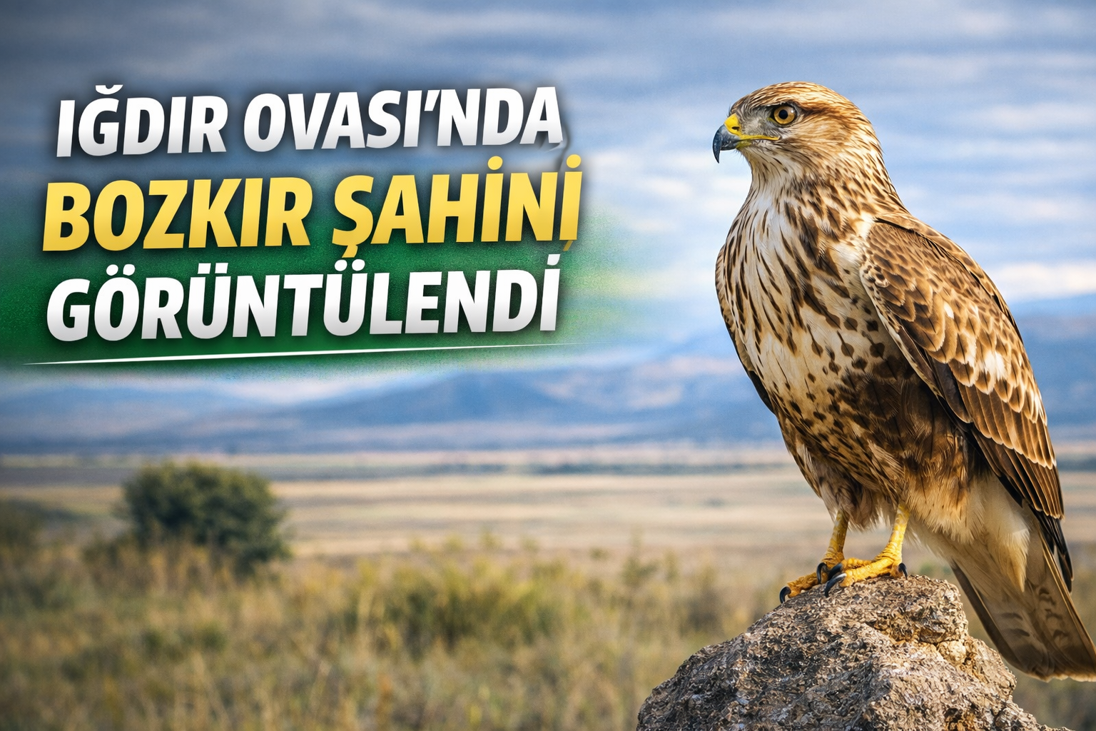 IĞDIR OVASI’NDA BOZKIR ŞAHİNİ GÖRÜNTÜLENDİ